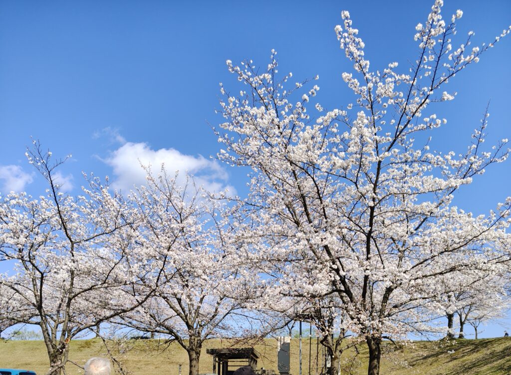 施設周辺の春の景観。白く咲き誇る桜の木々が立ち並ぶ