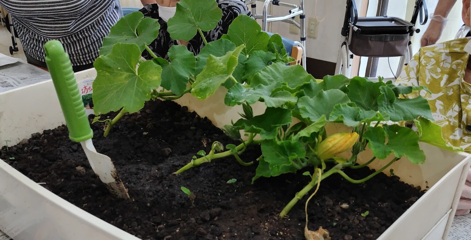 入居者による園芸・植物栽培活動。野菜などを育てるレク風景